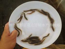 广州泥鳅王 ，台湾泥鳅苗， 泥鳅规格苗场