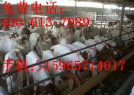 上海波尔山羊种羊场/上海波尔山羊种羊价格