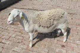 河南种羊养殖基地，小尾寒羊，羊羔