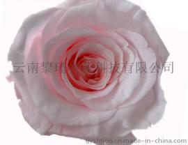 特级玫瑰出口永生花材 高端玫瑰DIY创意 情人节圣诞节礼物必备2-3